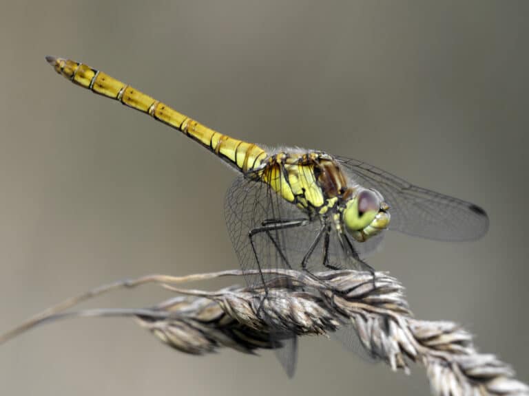 Dragonfly (C) Barry Edwards